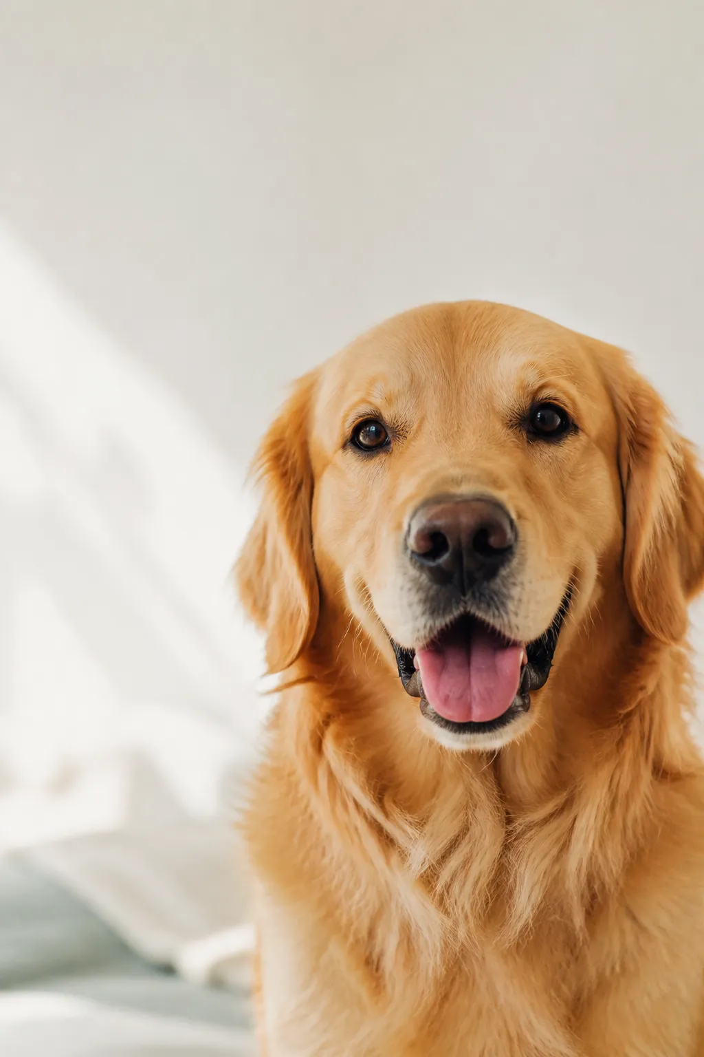 A golden retriever looking calmly at the camera