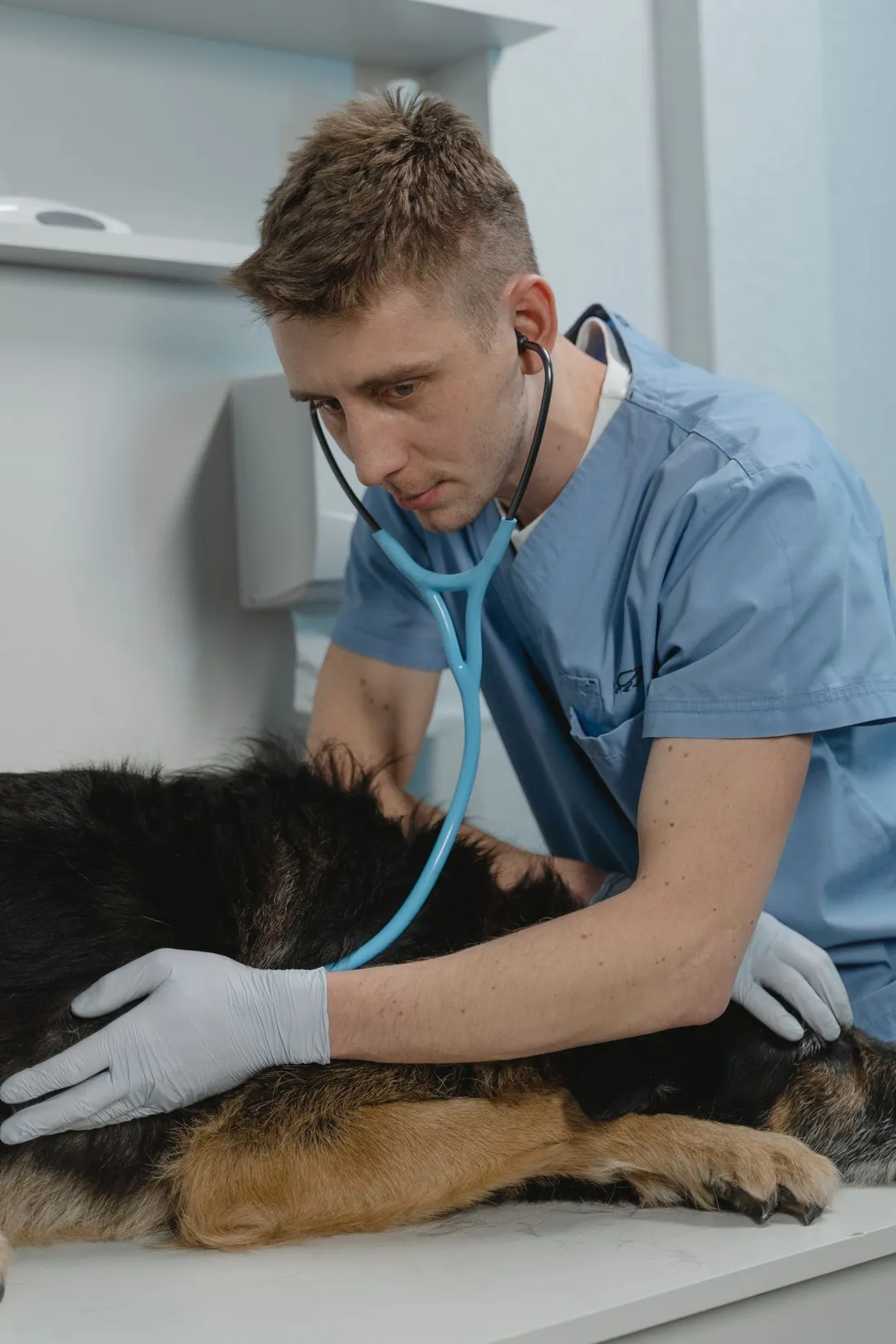 Veterinarian listening to a dog's heart with a stethoscope
